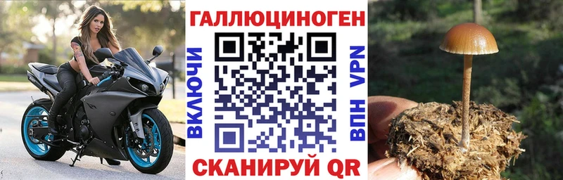 Псилоцибиновые грибы GOLDEN TEACHER  наркотики  Шахты 