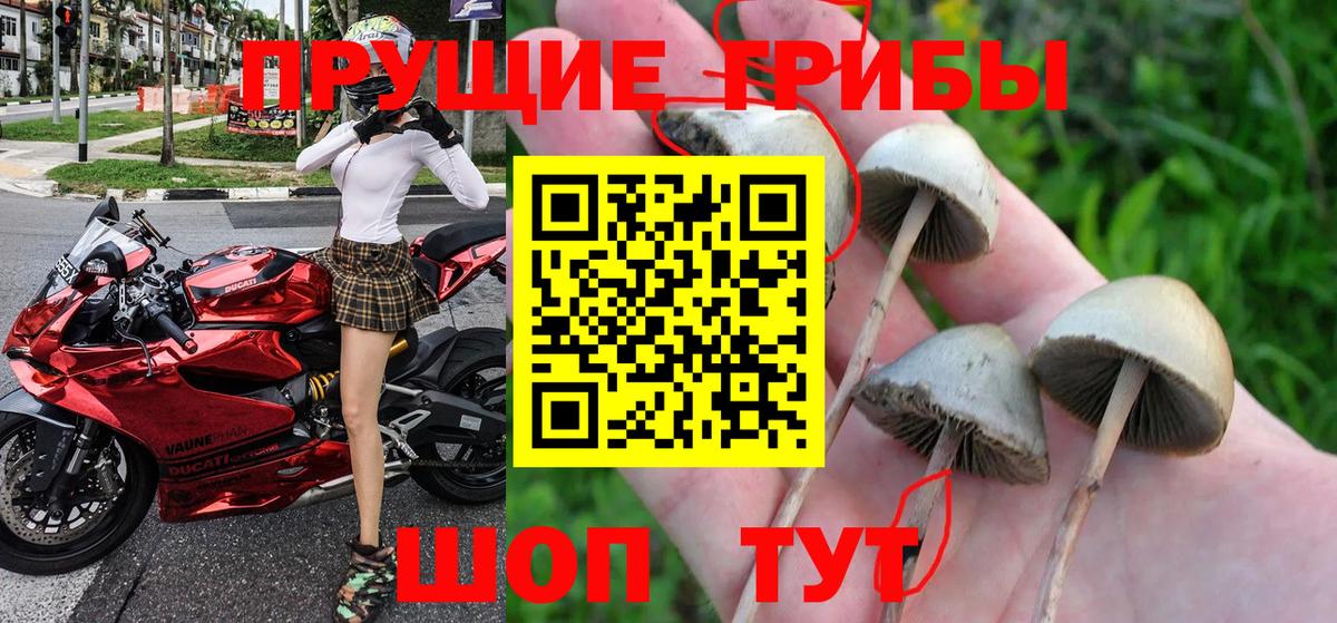 Псилоцибиновые грибы GOLDEN TEACHER Шахты